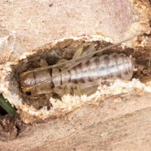 Gryllacrididae (family) at Higgins, ACT - 31 Mar 2019 10:36 AM