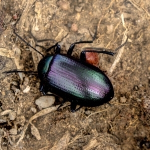 Chalcopteroides columbinus at Higgins, ACT - 31 Mar 2019 10:38 AM