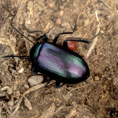 Chalcopteroides columbinus (Rainbow darkling beetle) at Higgins, ACT - 30 Mar 2019 by AlisonMilton