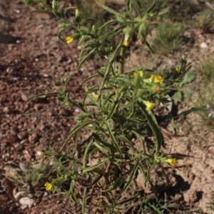 Dittrichia graveolens at Gundaroo, NSW - 10 Apr 2019 03:51 PM