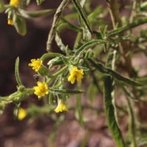 Dittrichia graveolens at Gundaroo, NSW - 10 Apr 2019 03:51 PM