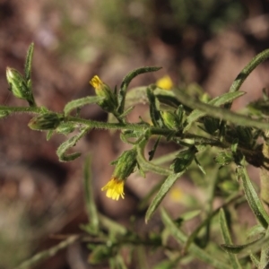 Dittrichia graveolens at Gundaroo, NSW - 10 Apr 2019 03:51 PM