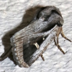 Proteuxoa undescribed species near paragypsa (A Noctuid moth) at Ainslie, ACT - 9 Apr 2019 by jb2602