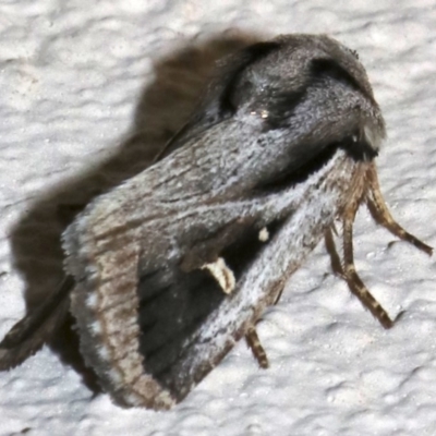 Proteuxoa undescribed species near paragypsa (A Noctuid moth) at Ainslie, ACT - 9 Apr 2019 by jbromilow50