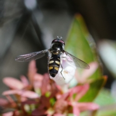 Melangyna viridiceps (Hover fly) at Page, ACT - 10 Apr 2019 by DonTaylor