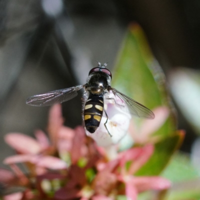 Melangyna viridiceps (Hover fly) at Page, ACT - 10 Apr 2019 by dimageau