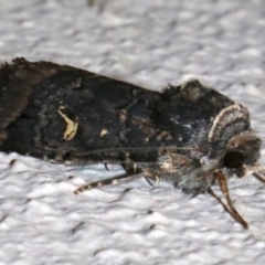 Proteuxoa bistrigula at Ainslie, ACT - 9 Apr 2019