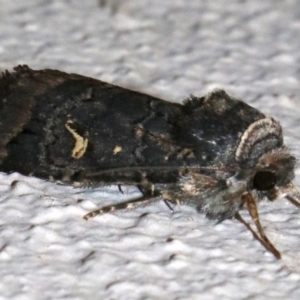 Proteuxoa bistrigula at Ainslie, ACT - 9 Apr 2019 07:56 PM