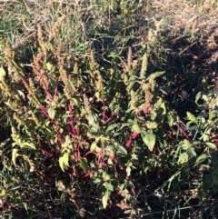 Amaranthus retroflexus (Redroot Amaranth) at Dunlop, ACT - 10 Apr 2019 by mcosgrove