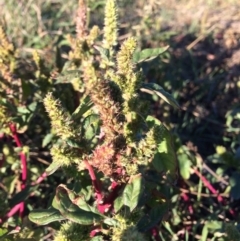 Amaranthus retroflexus at Dunlop, ACT - 10 Apr 2019 04:19 PM