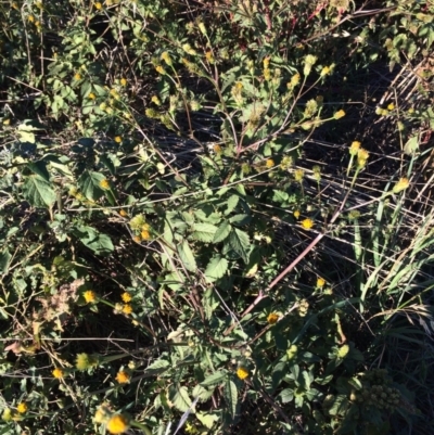 Bidens pilosa (Cobbler's Pegs, Farmer's Friend) at Dunlop, ACT - 10 Apr 2019 by mcosgrove