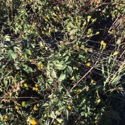 Bidens pilosa (Cobbler's Pegs, Farmer's Friend) at Dunlop, ACT - 10 Apr 2019 by mcosgrove