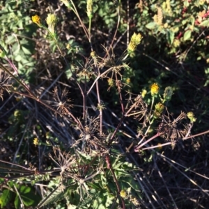 Bidens pilosa at Dunlop, ACT - 10 Apr 2019