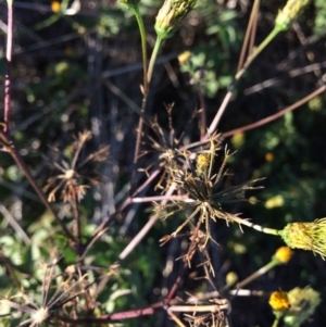 Bidens pilosa at Dunlop, ACT - 10 Apr 2019