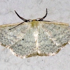 Scopula optivata at Ainslie, ACT - 9 Apr 2019 09:29 PM