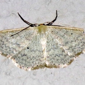 Scopula optivata at Ainslie, ACT - 9 Apr 2019 09:29 PM