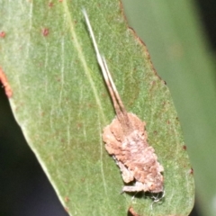 Platybrachys sp. (genus) at Ainslie, ACT - 9 Apr 2019 08:43 AM