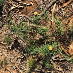 Xerochrysum viscosum at Hughes, ACT - 10 Apr 2019