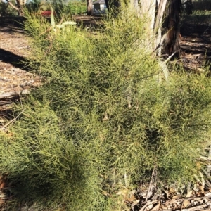 Omphacomeria acerba at Hughes, ACT - 22 Sep 2019 03:14 PM