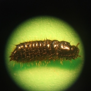 Ecnolagria sp. (genus) at Mogendoura, NSW - 4 Apr 2019 12:48 PM
