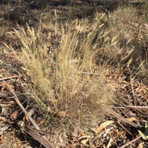 Rytidosperma sp. at Hughes, ACT - 10 Apr 2019