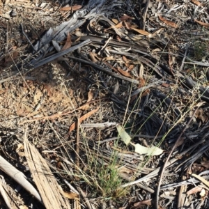 Eragrostis curvula at Hughes, ACT - 10 Apr 2019 03:00 PM