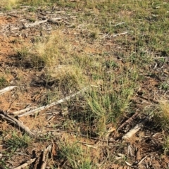 Eragrostis curvula at Hughes, ACT - 10 Apr 2019 03:00 PM