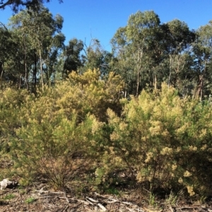 Cassinia quinquefaria at Hughes, ACT - 10 Apr 2019