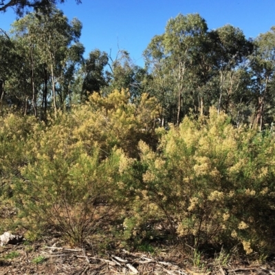 Cassinia quinquefaria (Rosemary Cassinia) at Hughes, ACT - 10 Apr 2019 by ruthkerruish