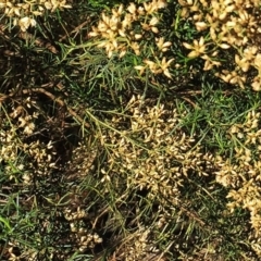 Cassinia quinquefaria at Hughes, ACT - 10 Apr 2019