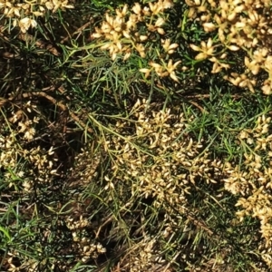 Cassinia quinquefaria at Hughes, ACT - 10 Apr 2019