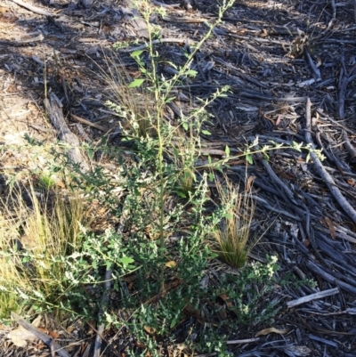 Chenopodium album (Fat Hen) at Hughes, ACT - 10 Apr 2019 by ruthkerruish