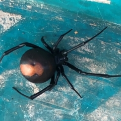 Latrodectus hasselti (Redback Spider) at Sutton, NSW - 10 Apr 2019 by Whirlwind