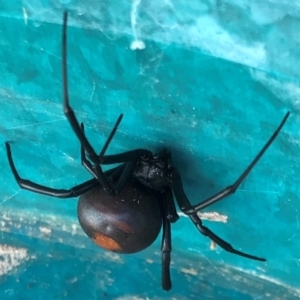 Latrodectus hasselti at Sutton, NSW - 10 Apr 2019 11:31 AM