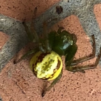 Thomisidae (family) (Unidentified Crab spider or Flower spider) at Sutton, NSW - 5 Nov 2018 by Whirlwind