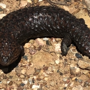 Tiliqua rugosa at Sutton, NSW - 3 Nov 2018