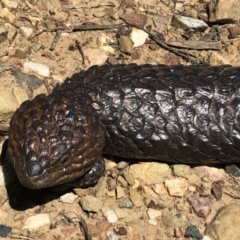 Tiliqua rugosa at Sutton, NSW - 3 Nov 2018