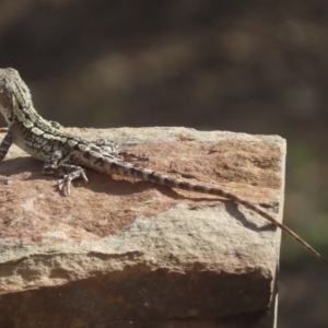 Amphibolurus muricatus at Sutton, NSW - 30 Jan 2019