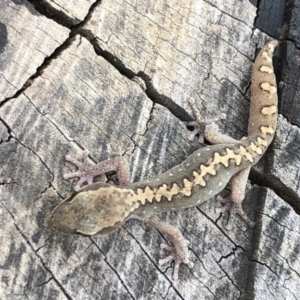 Diplodactylus vittatus at Sutton, NSW - suppressed