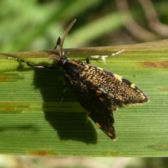 Cebysa leucotelus (Australian Bagmoth) at Undefined, NSW - 26 Mar 2019 by HarveyPerkins