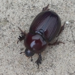 Dynastinae (subfamily) (Unidentified rhinoceros or elephant beetle) at Undefined, NSW - 24 Mar 2019 by HarveyPerkins