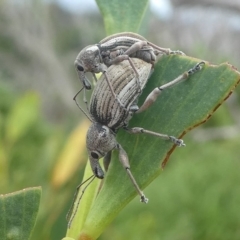 Perperus sp. (Unidentified Perperus weevil) at Undefined, NSW - 23 Mar 2019 by HarveyPerkins