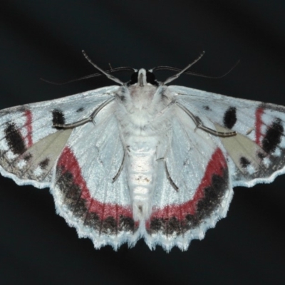 Crypsiphona ocultaria (Red-lined Looper Moth) at Evatt, ACT - 25 Mar 2019 by TimL