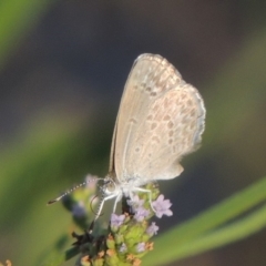 Zizina otis (Common Grass-Blue) at Paddys River, ACT - 19 Jan 2019 by MichaelBedingfield