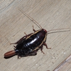 Drymaplaneta communis (Eastern Wood Runner, Common Shining Cockroach) at Conder, ACT - 21 Jan 2019 by michaelb