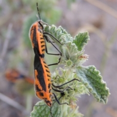 Agonoscelis rutila (Horehound bug) at Paddys River, ACT - 29 Jan 2019 by michaelb