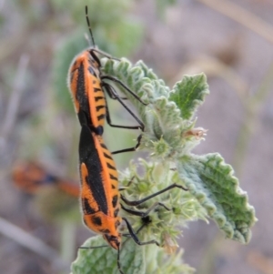 Agonoscelis rutila at Paddys River, ACT - 29 Jan 2019 08:30 PM