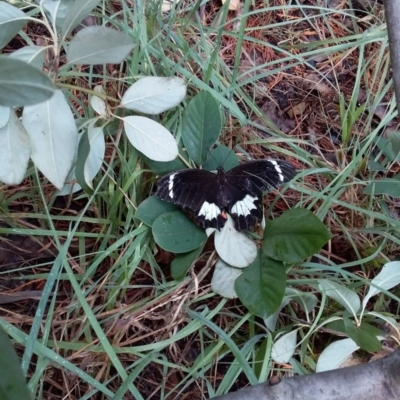 Papilio aegeus (Orchard Swallowtail, Large Citrus Butterfly) at Spence, ACT - 5 Feb 2019 by Watermilli