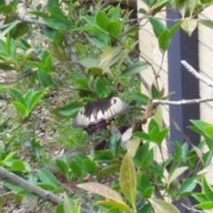 Papilio aegeus (Orchard Swallowtail, Large Citrus Butterfly) at Spence, ACT - 7 Jan 2019 by Watermilli