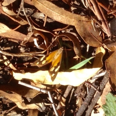 Heteronympha merope (Common Brown Butterfly) at Booth, ACT - 10 Apr 2019 by KMcCue